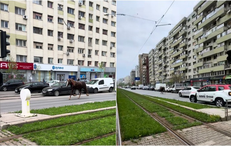 Un cal escortat de Poliție aleargă pe o șosea din București. Clipul viral a stârnit reacțiile șoferilor: „Ăsta măcar își ține banda” / „Frumos Mustang” | VIDEO