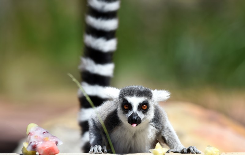 O grădină zoologică din Noua Zeelandă și-a dublat populația de lemuri cu coadă inelată. „Performanța" se datorează masculului Zeus