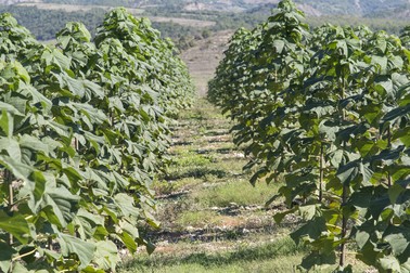 Plantație de Paulownia