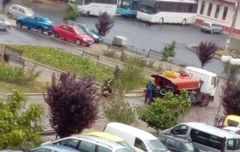 Flori udate când plouă, la Pașcani!