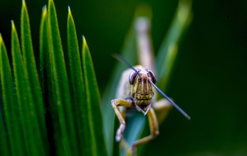 Lăcusta călătoare, aprobată drept ingredient alimentar de Comisia Europeană. O singură altă insectă a mai fost autorizată pentru consum în UE