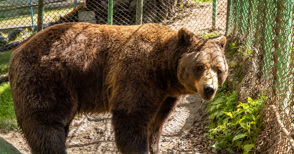 Baloo, Straja