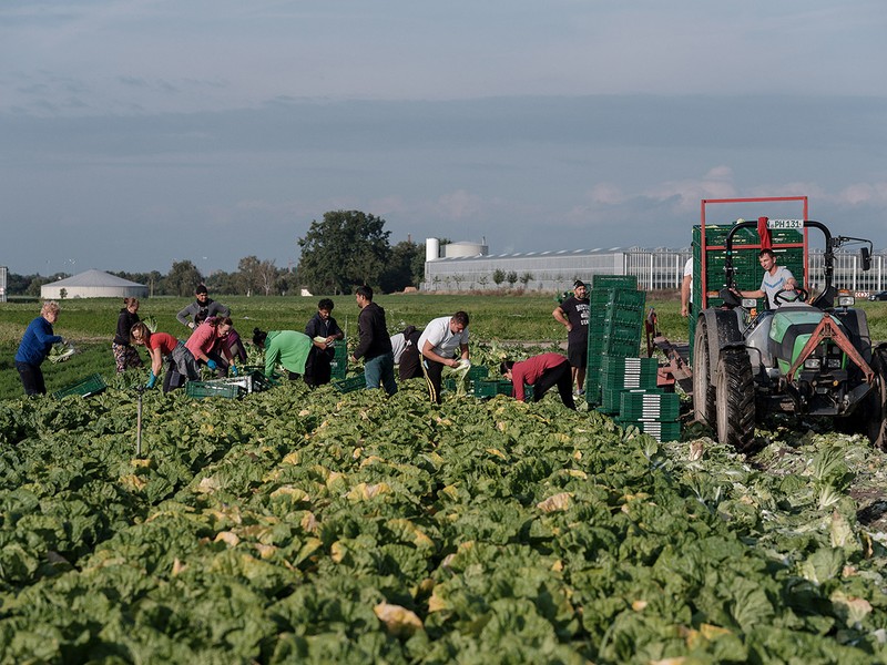 Muncitori români în câmp, la ferma Höfler Gemüse, Nürnberg, Germania