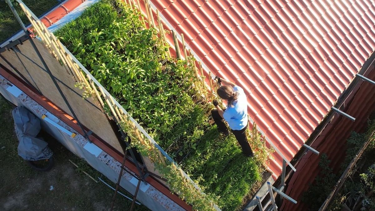 un barbat cu parul lung, prins în coadă, îmbrăcat într-o cămașă albastră și pantaloni negri, pe un acoperiș transformat în grădină