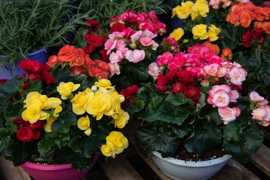 Begonia în ghiveci