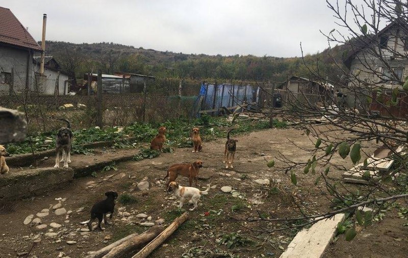 Zeci de câini se mănâncă între ei în județul Dolj. Animalele ar fi înfometate