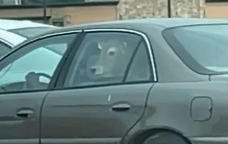 Cum a înghesuit-o acolo? O vacă, pe bancheta din spate a unei mașini, la un fast-food din SUA