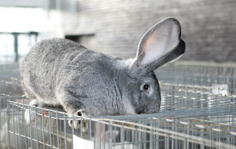 IEPURELE ĂSTA e printre cei mai RARI din ŢARĂ. Are 9 KILOGRAME!| FOTO