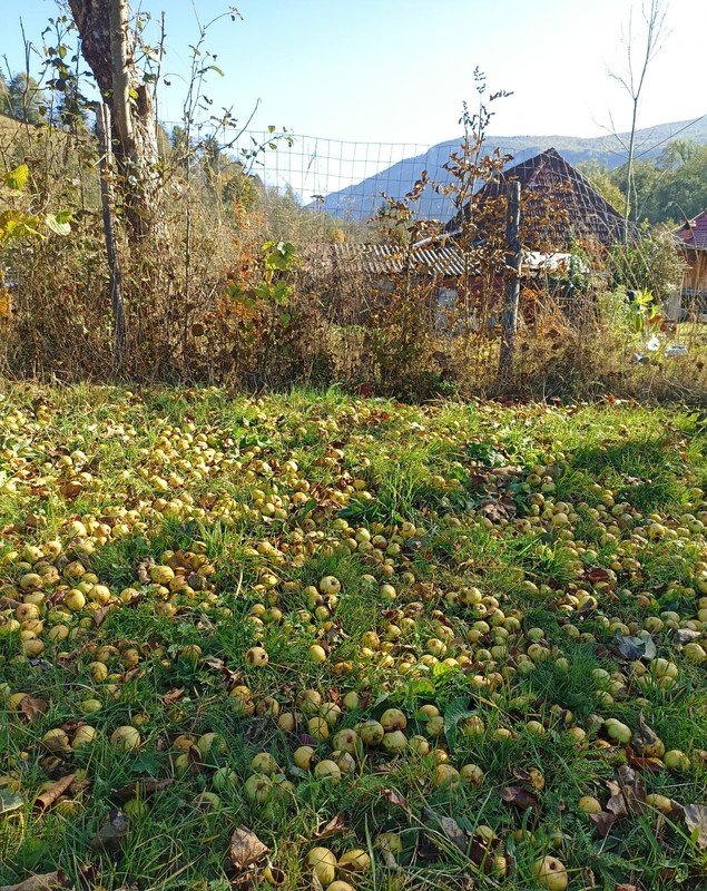 Pedro Huete Rodelgo, spaniolul care s-a mutat în România și produce cidru. Folosește mere sălbatice unice în Europa: cresc sporadic și nu sunt bune de mâncat