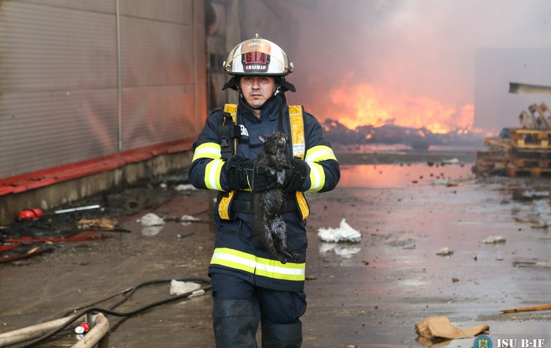 VIDEO | Un pompier și-a riscat viața pentru a salva o pisică dintr-un incendiu puternic. “Vă rog să-mi spuneți că trăiește”