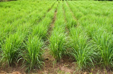 Planta de lemongrass