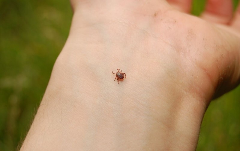 Ce este boala Lyme și cum se manifestă
