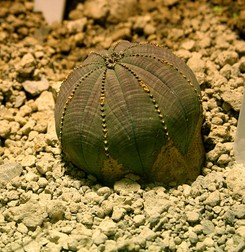 FOTO: Karelj on Wikimedia Commons&nbsp;