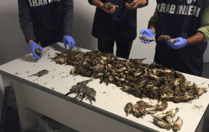 Peste 1.000 de ciocârlii, vânate de italieni. Păsarile au fost descoperite în bagaje, la un control pe aeroport