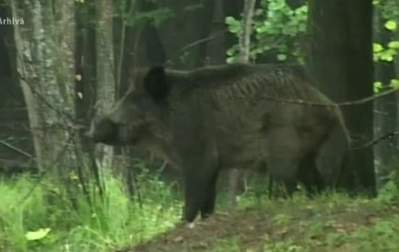 Un nou caz de pestă porcină africană, la un mistreţ din Buzău