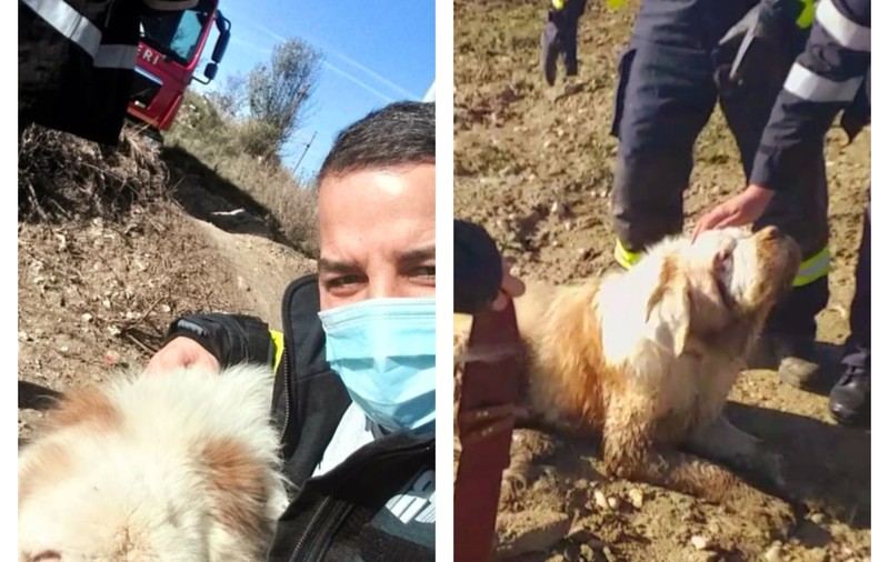 Intervenție inedită în Giurgiu. Un câine Saint-Bernard orb s-a ghidat după vocea unui pompier și a fost salvat dintr-un lac