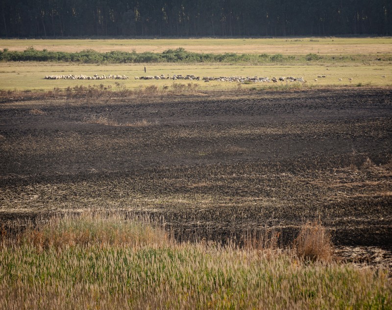 REPORTAJ. Cum arată de la fața locului dezastrul de la Islaz, unde au ars aproape 700 de hectare din „Delta Teleormanului"