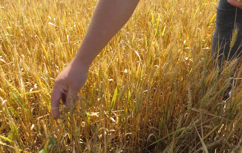 Seceta afectează unele culturi agricole din Muntenia și Dobrogea. Cum va arăta sezonul de recoltare de anul acesta