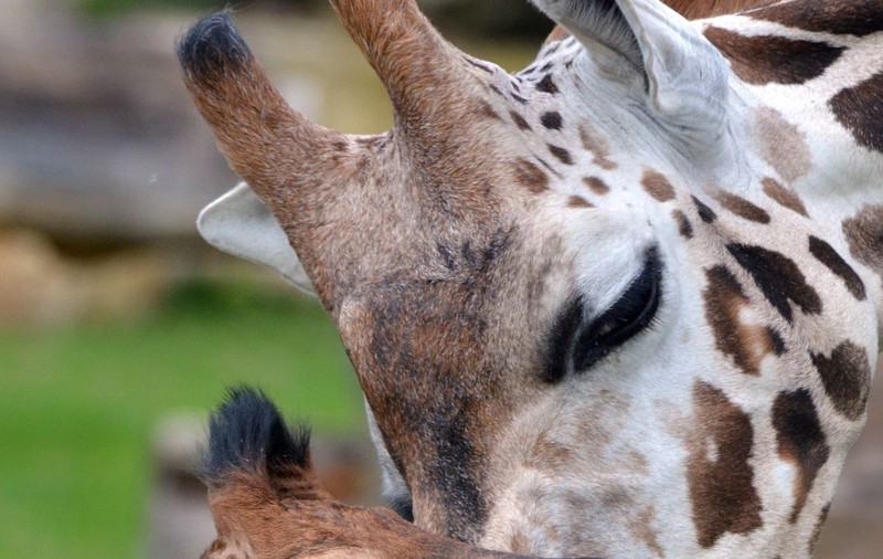 Vrei să alegi numele unui pui de GIRAFĂ de la ZOO? 50.000 de dolari TE COSTĂ