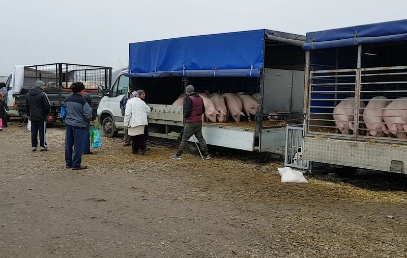 VIDEO/Europa ne taie porcii înainte de Ignat. Cel mai vechi târg de animale s-a închis