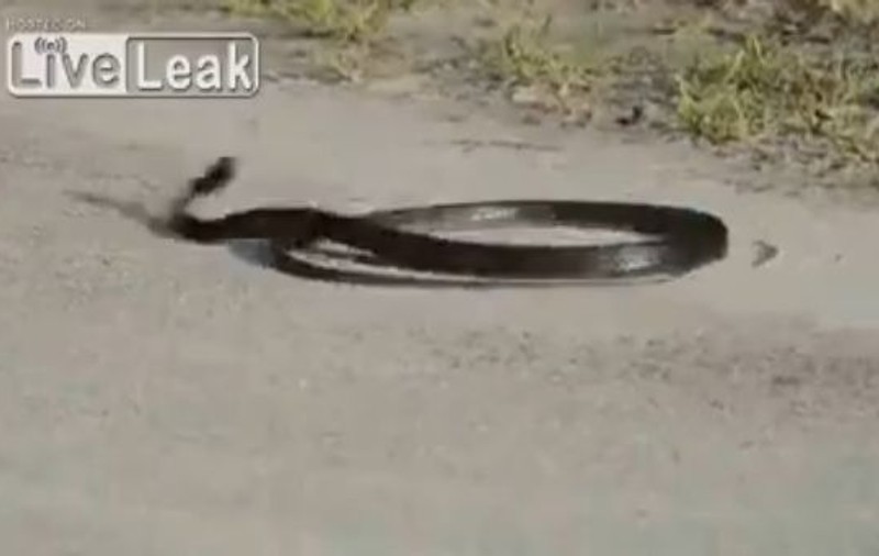 Șarpele NEBUN! Uite cum se automutilează și se dă cu capul de asfalt! | VIDEO