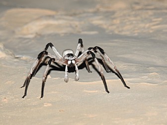 Cerbalus aravaensis