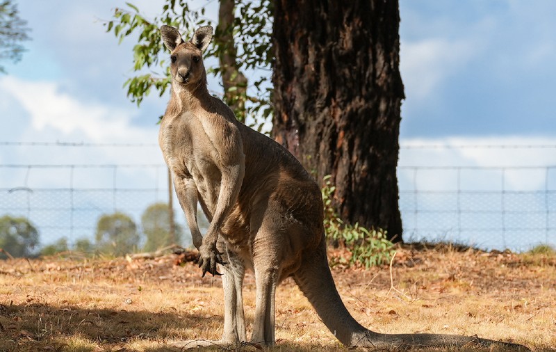 Un pensionar din Australia a fost bătut măr de un cangur în timp ce încerca să își salveze câinele din ghearele animalului