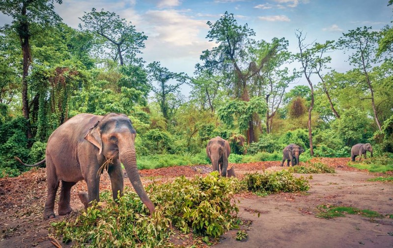 Un bărbat a plantat atât de mulți copaci timp de 40 de ani, încât a creat o pădure cu elefanți, rinoceri și tigri. Cum a fost premiat, în India