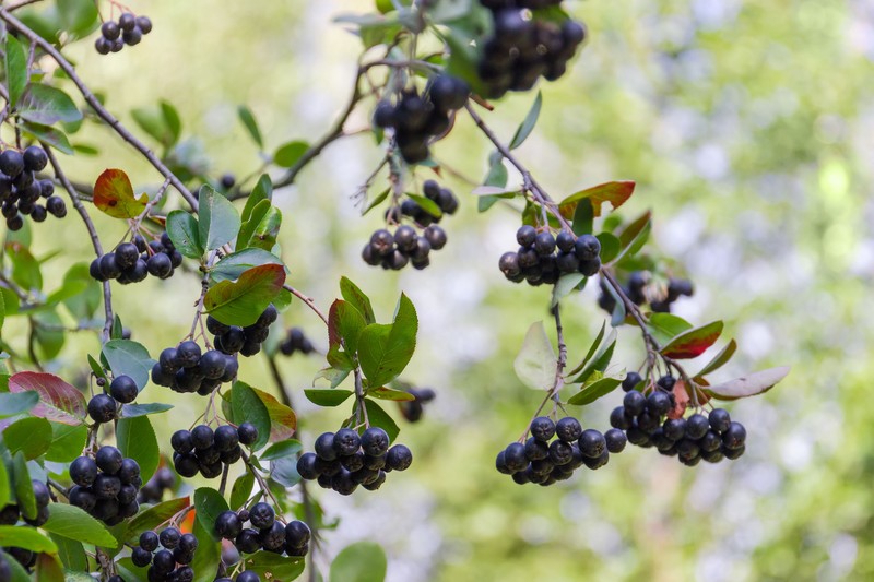 Planta de aronia