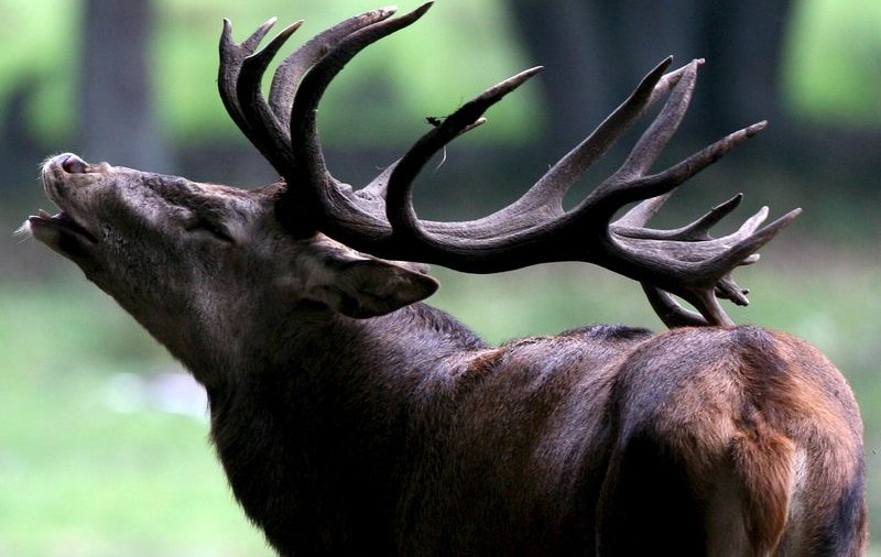 Vânător vânat de cerbul pe care îl împuşcase