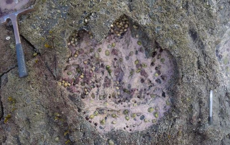 Urmele celui mai mare dinozaur din lume au fost identificate în Scoția