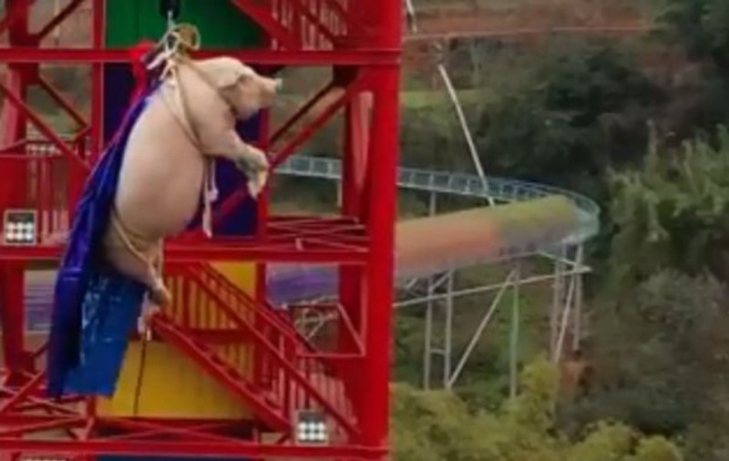 Un porc, obligat să facă bungee jumping, în China. După săritură, godacul a ajuns la abator