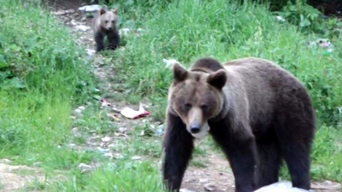 Doi turişti care s-au întâlnit cu un urs, în timpul nopţii de sâmbătă spre duminică, pe un traseu din munţii Bucegi s-au urcat, de frică, într-un brad, unde au aşteptat, timp de aproape o oră, să fie recuperaţi de jandarmii montani.