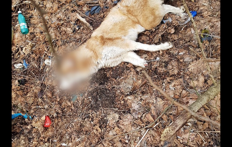 Câini uciși și aruncați într-o pădure din Gorj. IPJ Gorj face cercetări, Poliția Animalelor încă nu a fost înființată în județ