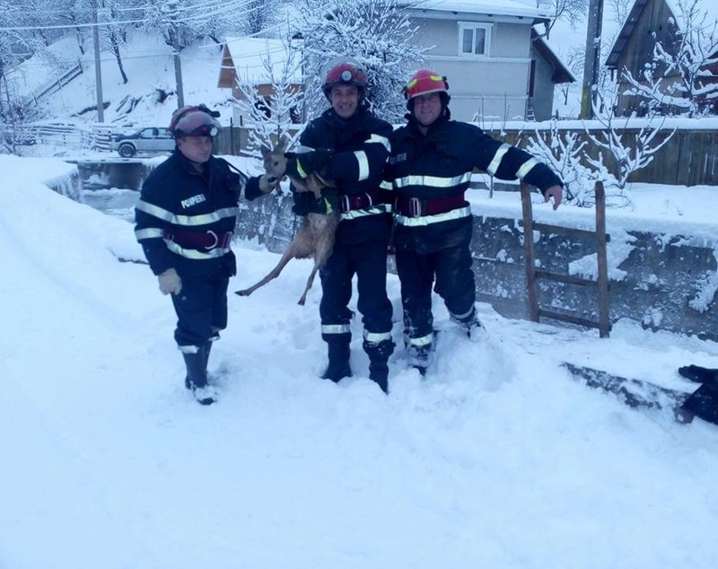 Pompierii au salvat un pui de căprioară din albia pârâului Valea Seacă