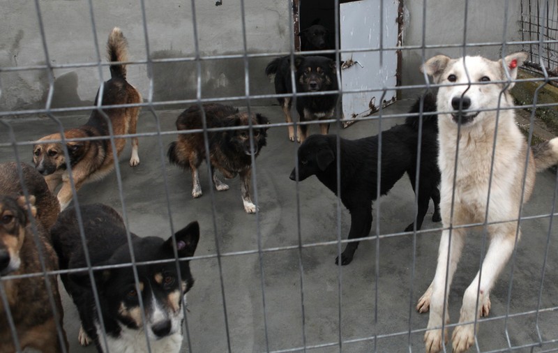 E oficial! S-a înfiinţat Poliţia Animalelor! Vezi ce sancţiuni vor putea aplica!