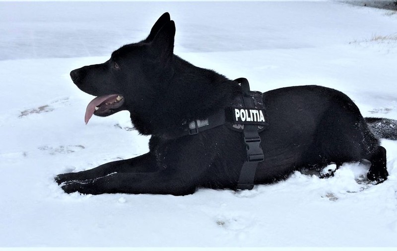 Pensie de 300 de lei, lunar, pentru câinii și caii din Poliție, Jandarmerie și Armată, după ieșirea din activitate (proiect)
