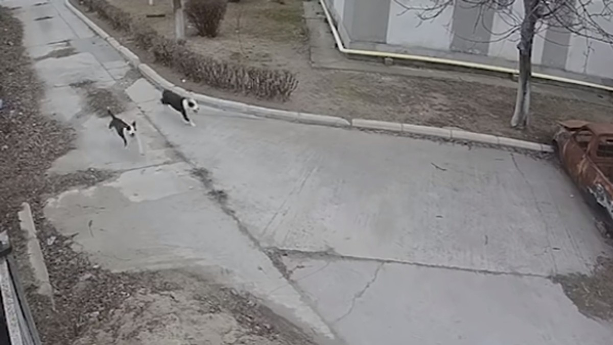 Un craiovean și-a lăsat cei doi câini Amstaff liberi pe stradă, iar aceștia au sfâșiat un Cocker