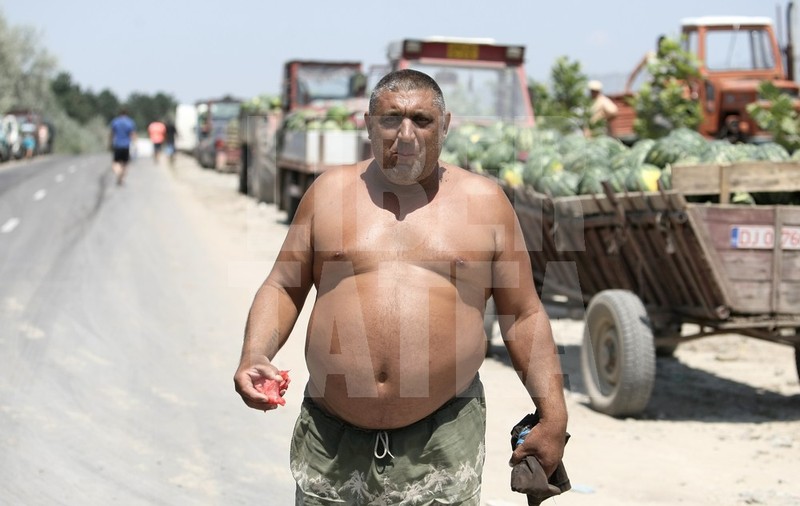 VIDEO EXCLUSIV / Drumul pepenilor de Dăbuleni. Prețurile cresc de 10 ori! Profitul se duce la samsari, iar fermierii rămân cu mirosul