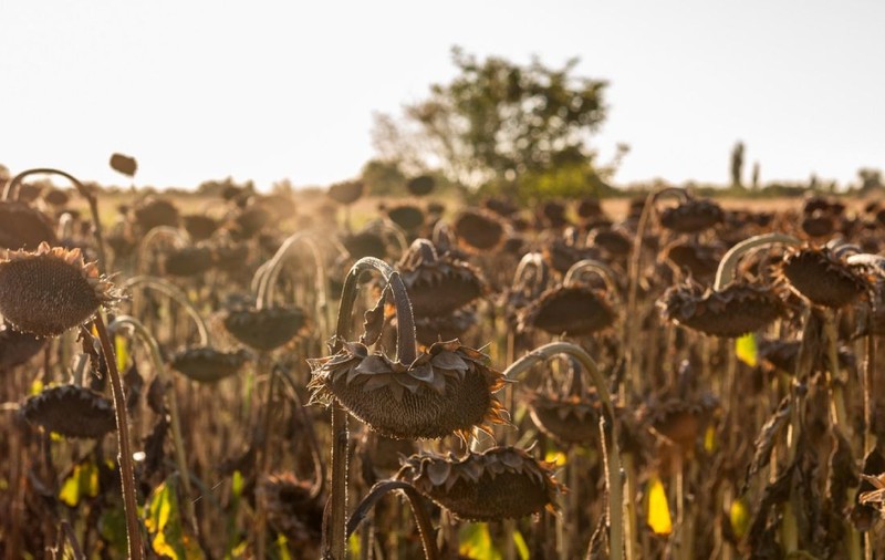 Canicula lovește agricultura: cum pot fermierii să-și protejeze culturile și afacerile?