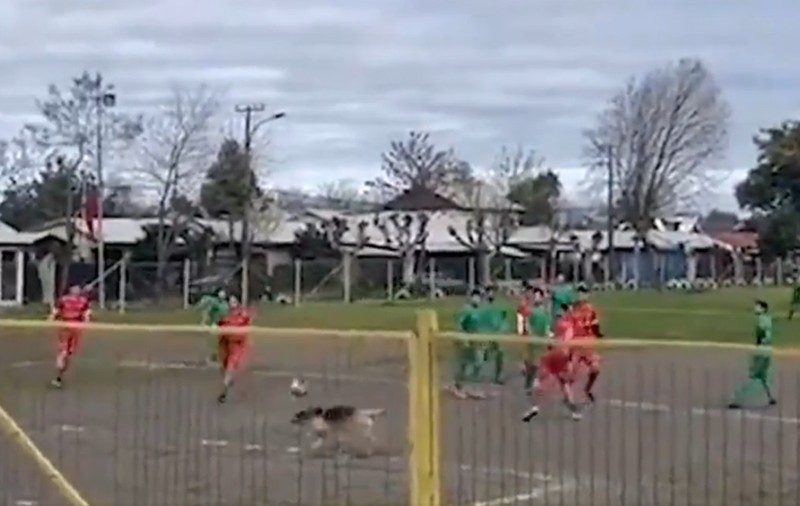 Imagini inedite: Un câine a marcat un gol, într-un meci de fotbal din Chile