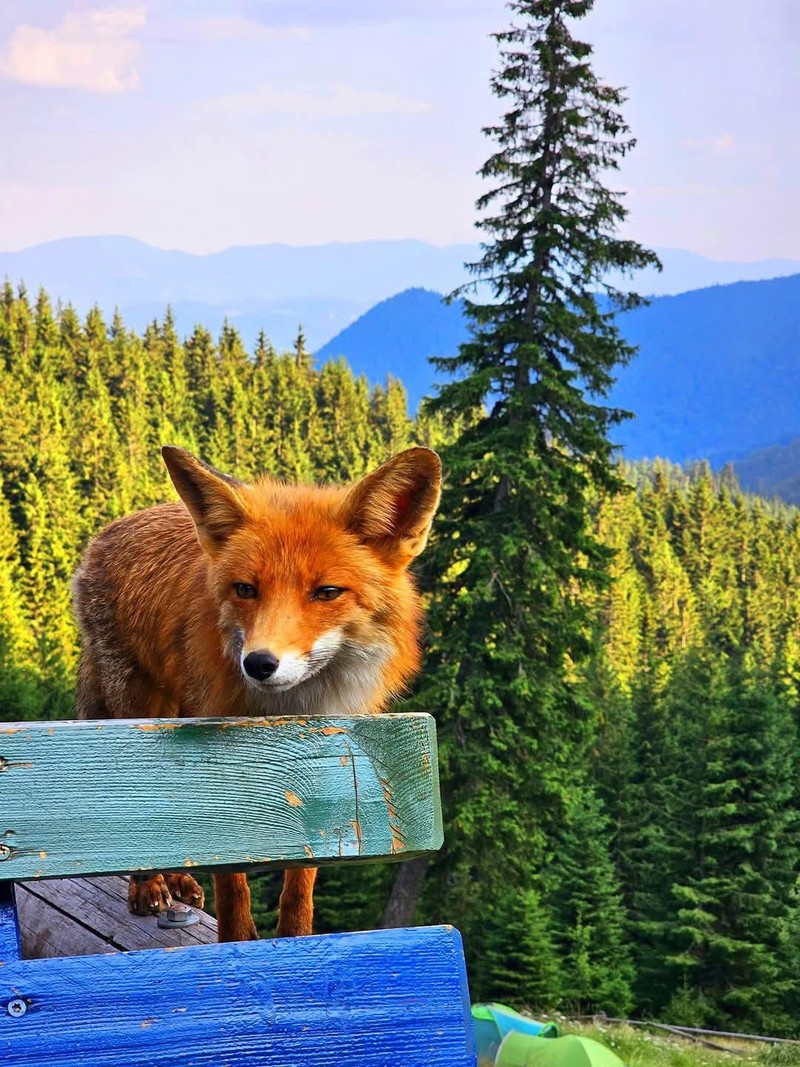 Foto