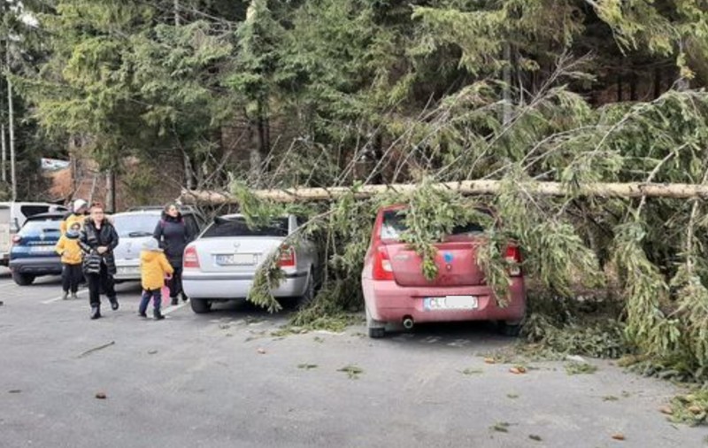 Trei mașini distruse în Poiana Brașov, de un brad doborât de vânt