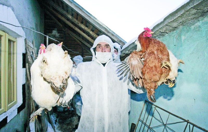 ATENȚIONARE DE CĂLĂTORIE pentru Olanda! PERICOL de GRIPĂ AVIARĂ