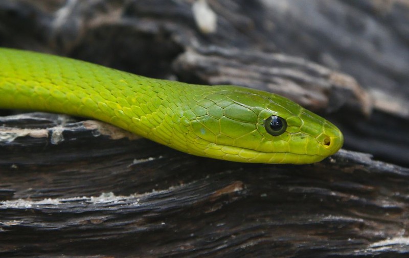Grădina Zoologică din Braşov, închisă din cauza dispariţiei unui şarpe extrem de veninos