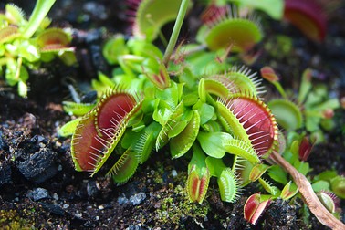Dionaea Muscipola - plante carnivore