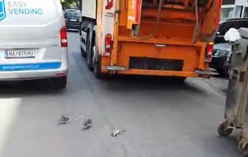 VIDEO | Zeci de șobolani sar din camionul care strânge gunoiul, pe o stradă din centrul Vienei