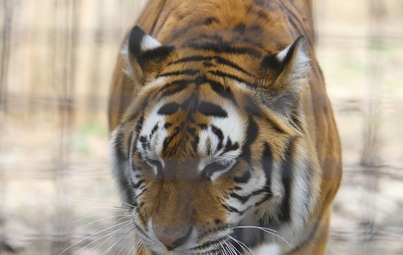 Un tigru de la Zoo a scăpat de depresie cu ajutorul a doi şoricei