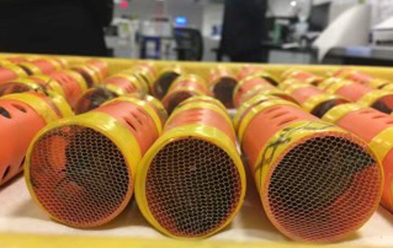 Arestat pe aeroportul din New York pentru contrabandă cu cinteze vii. Unde ascunsese un tânăr păsările și la ce le folosea