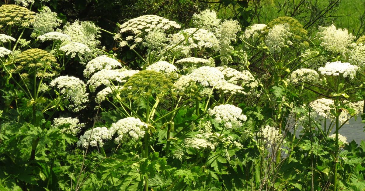 Planta cunoscută în România drept brânca ursului, cu flori albe și tulpina verde